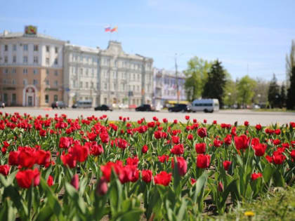 Битва за Воронеж, которой нет: прогноз на последнюю неделю приема заявок