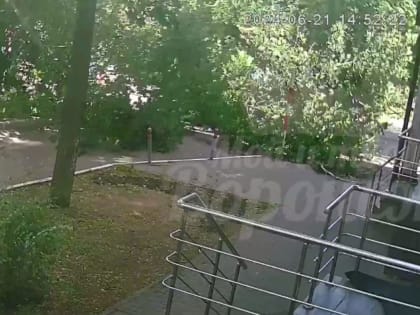 Власти прокомментировали ЧП с девушкой, на которую рухнуло дерево в Воронеже