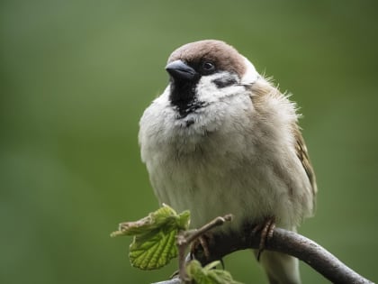 Эковолонтёры: «В Воронеже уменьшилось количество воробьёв»