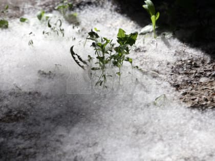 Почему в Воронеже не будут вырубать пылящие тополя