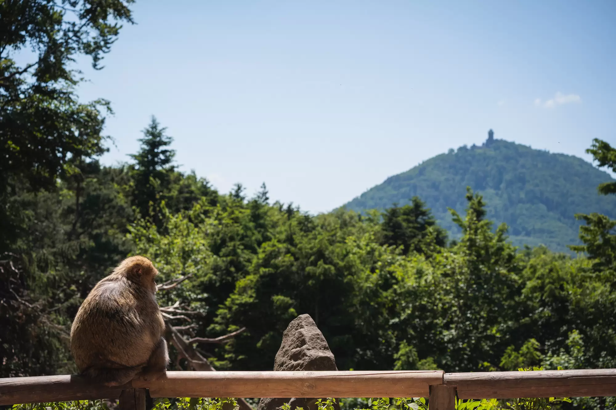 Photo de La montagne des singes
