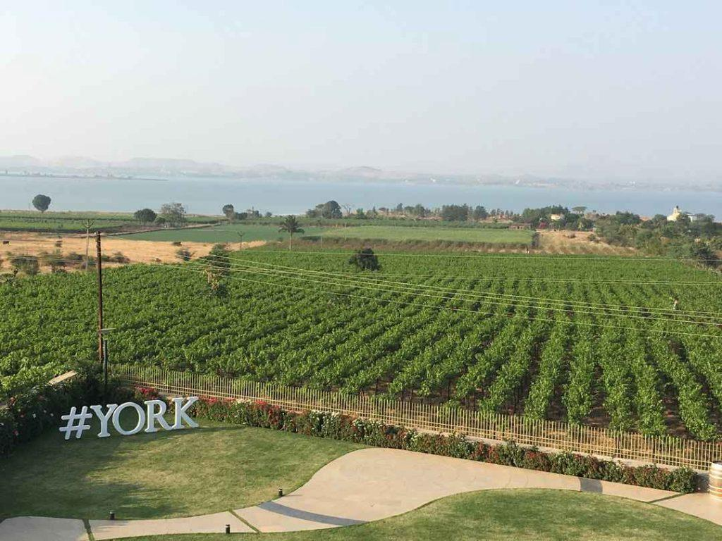 York Winery Nashik