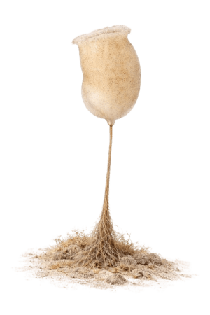 Hyalonema