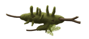 Spongilla