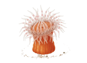 Adamsia