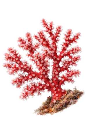 Corallium