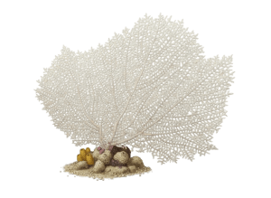 Gorgonia