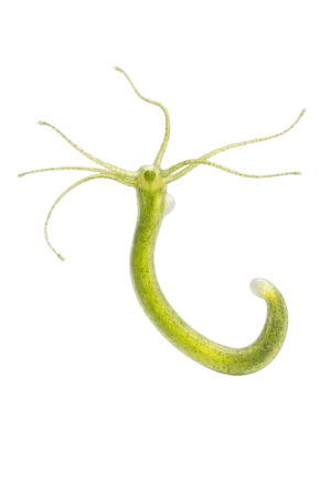 Hydra