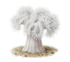 Metridium