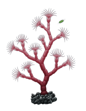 Obelia