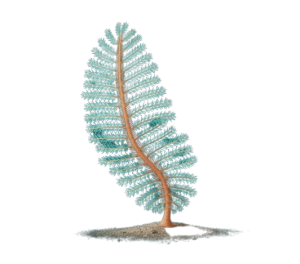 Pennatula