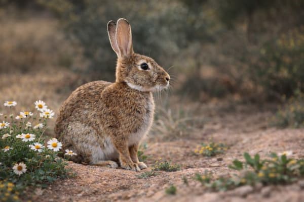 European Rabbit - Oryctolagus cuniculus