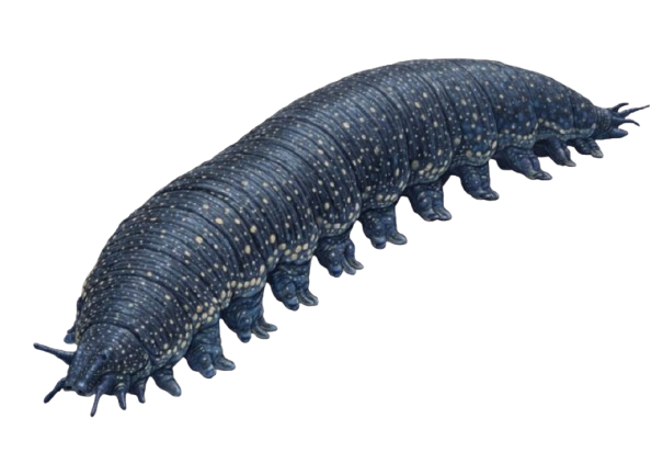 Peripatus