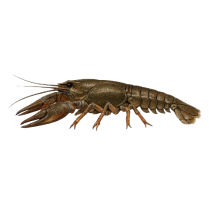 Astacus
