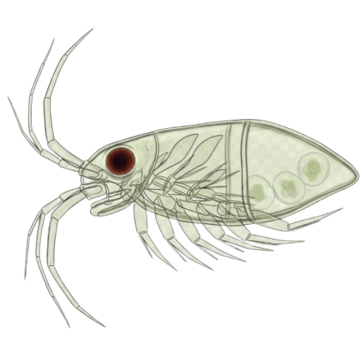 Daphnia