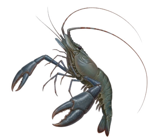 Macrobrachium