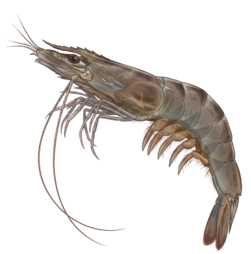 Palaemon