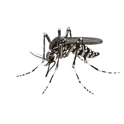 Aedes