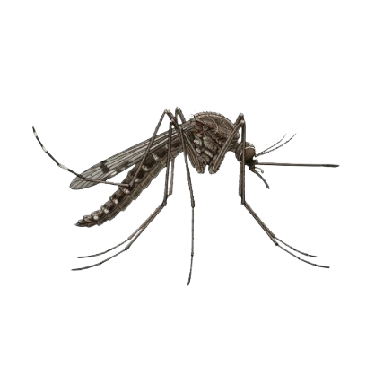 Anopheles
