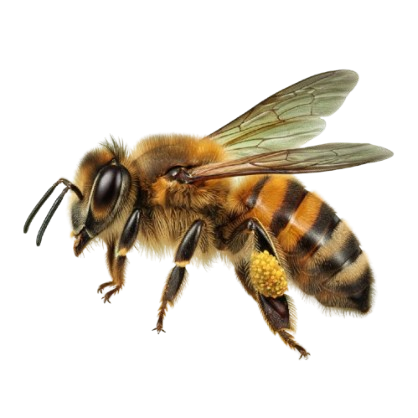 Apis indica