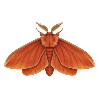 Antheraea assamensis