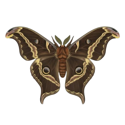Antheraea paphia