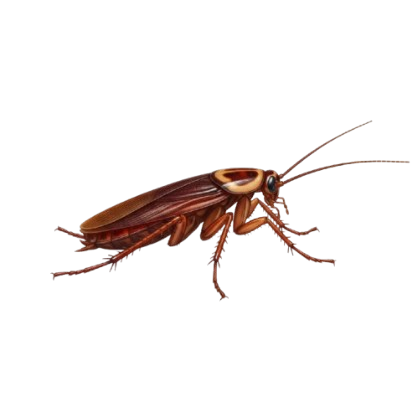 Periplaneta americana