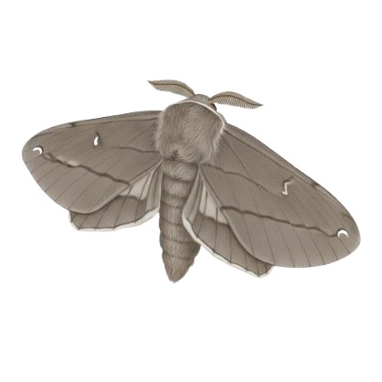 Philosamia ricini