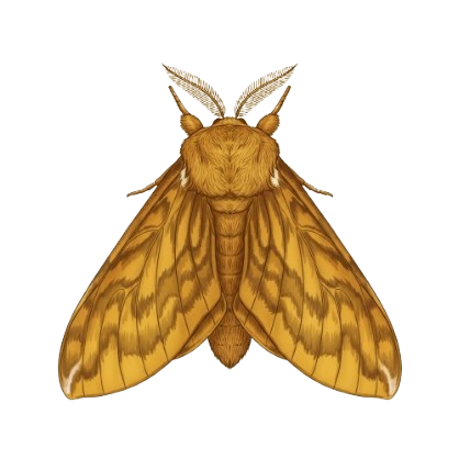 Antheraea proylei