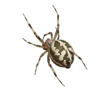 Araneus