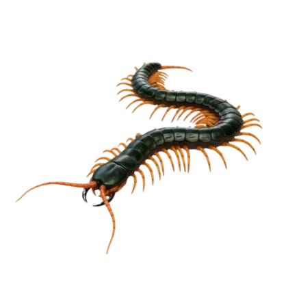Scolopendra hardwickei