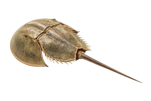 Limulus