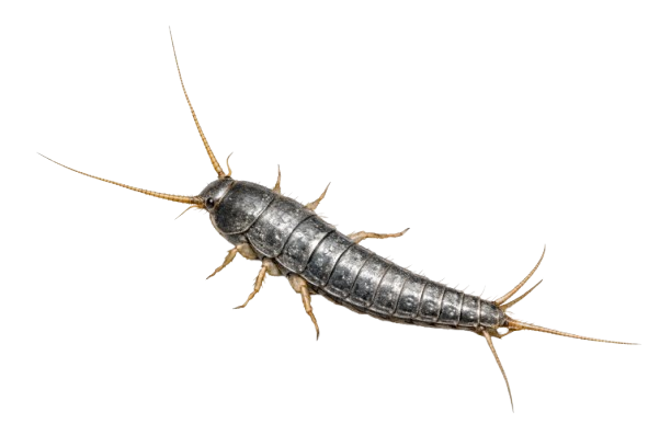 Lepisma saccharina