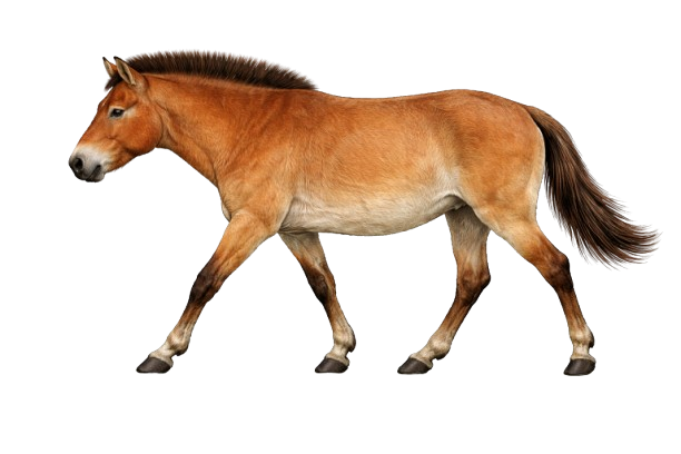 Evolution of the Horse