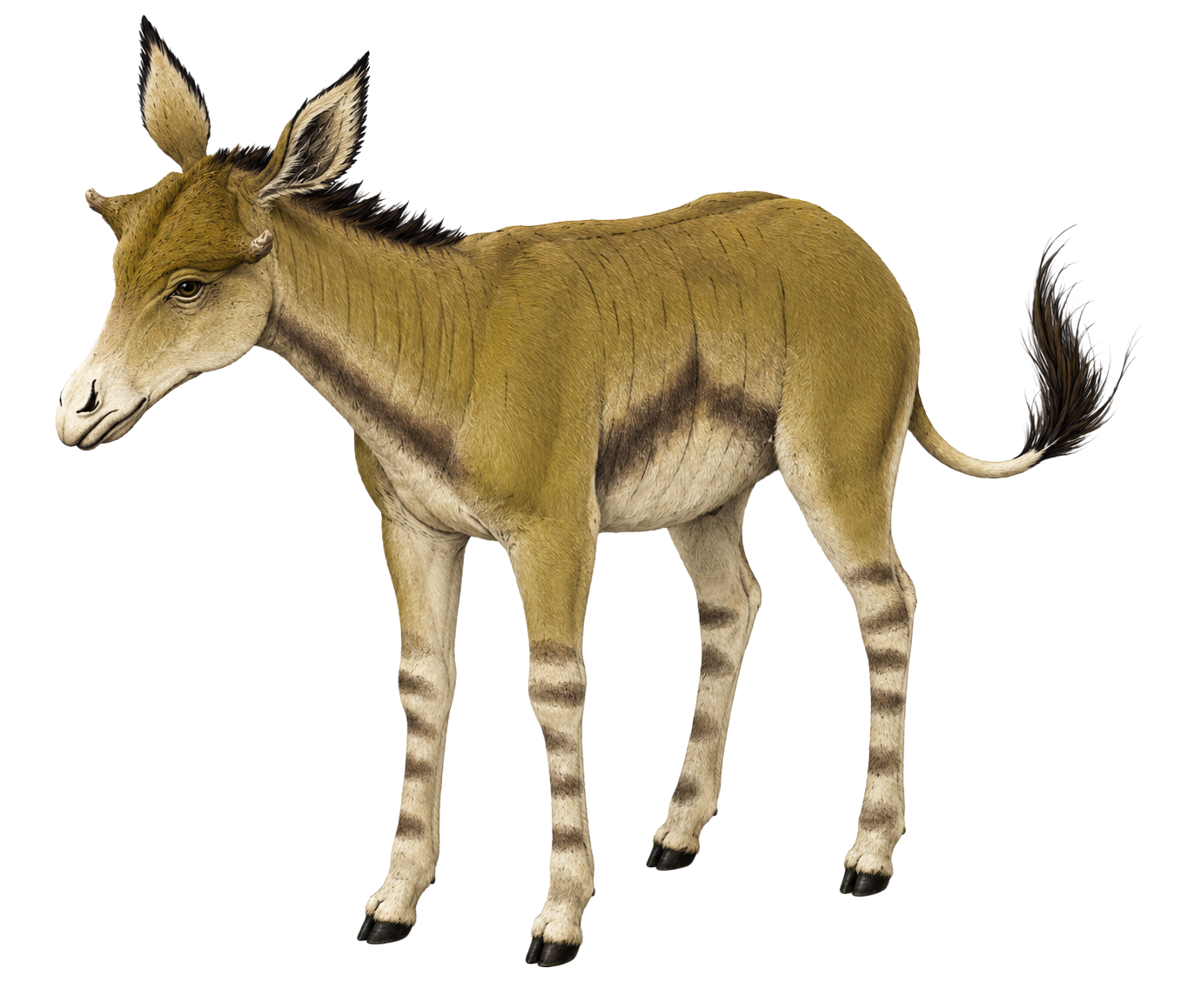 Canthumeryx (The First Giraffid)