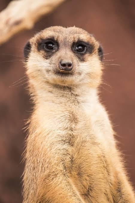 Suricata major (Fossil Ancestor)