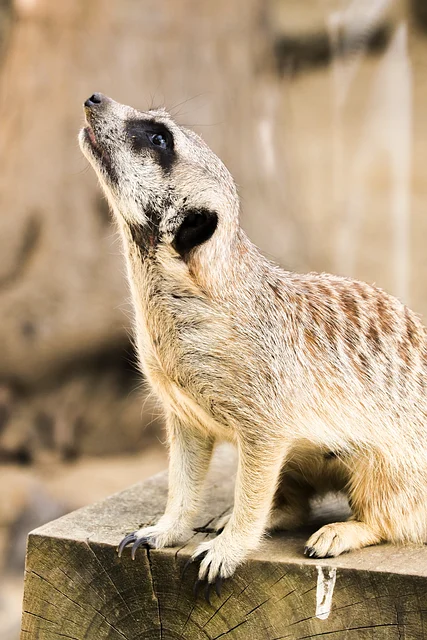 Desert Meerkat — Suricata suricatta majoriae