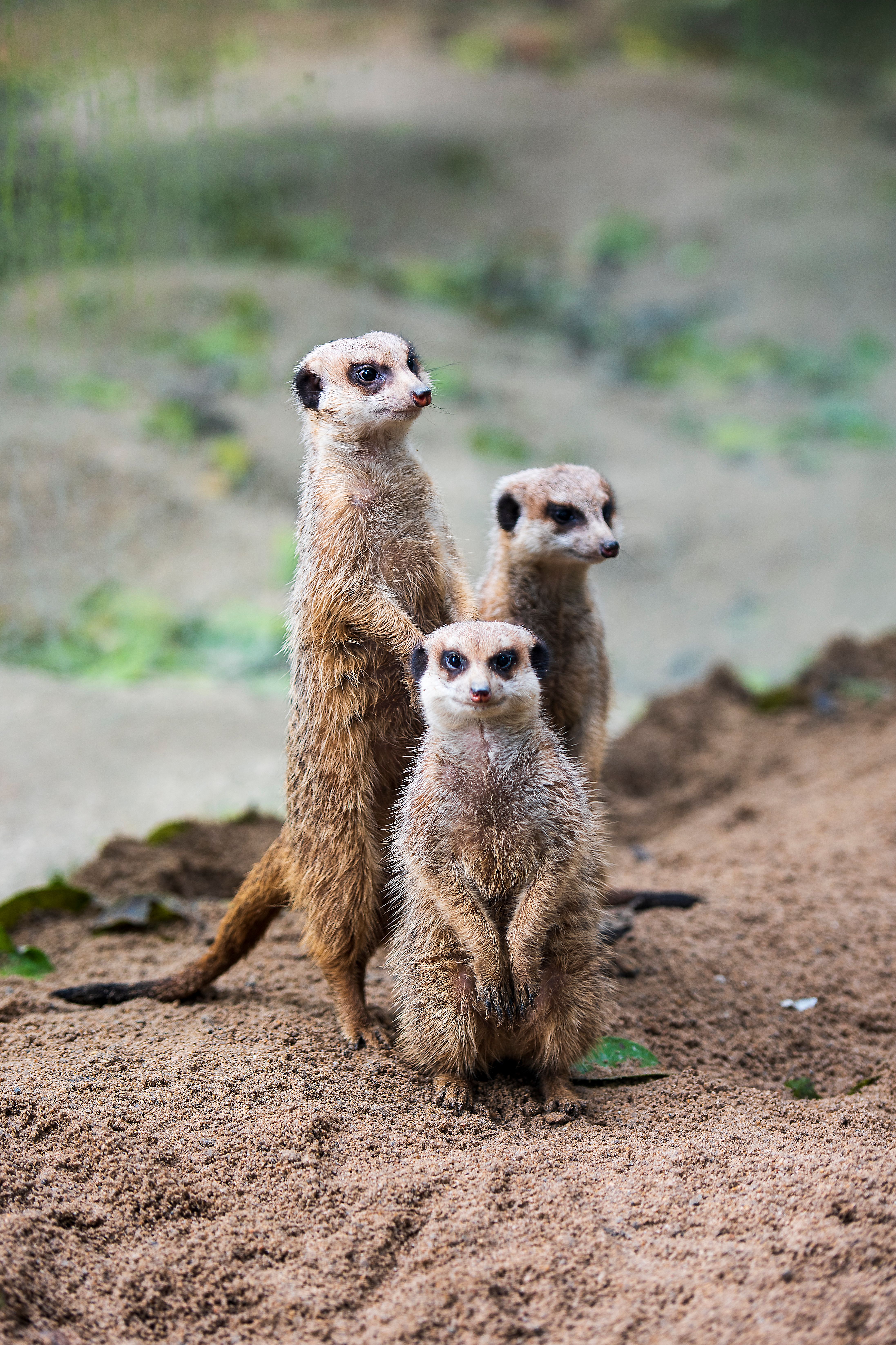 Southern Meerkat