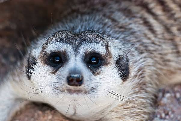 Meerkat Lookout