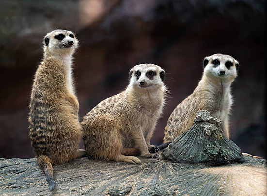 Meerkat Family