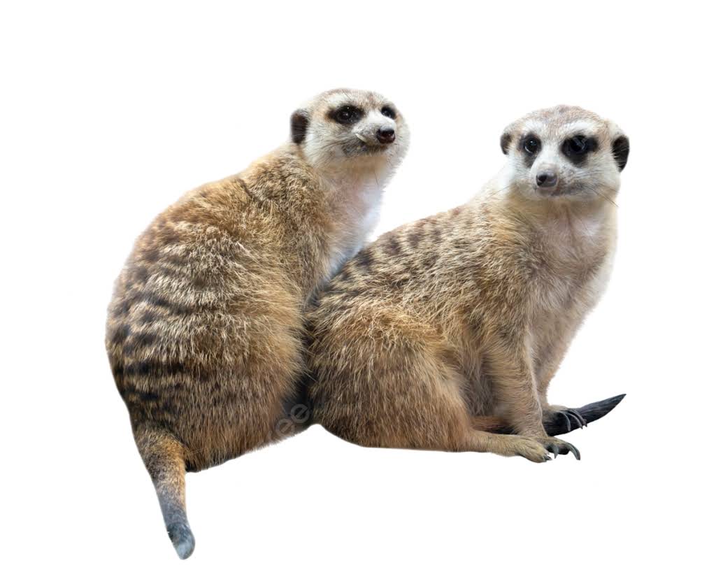 Meet the Meerkat Scene