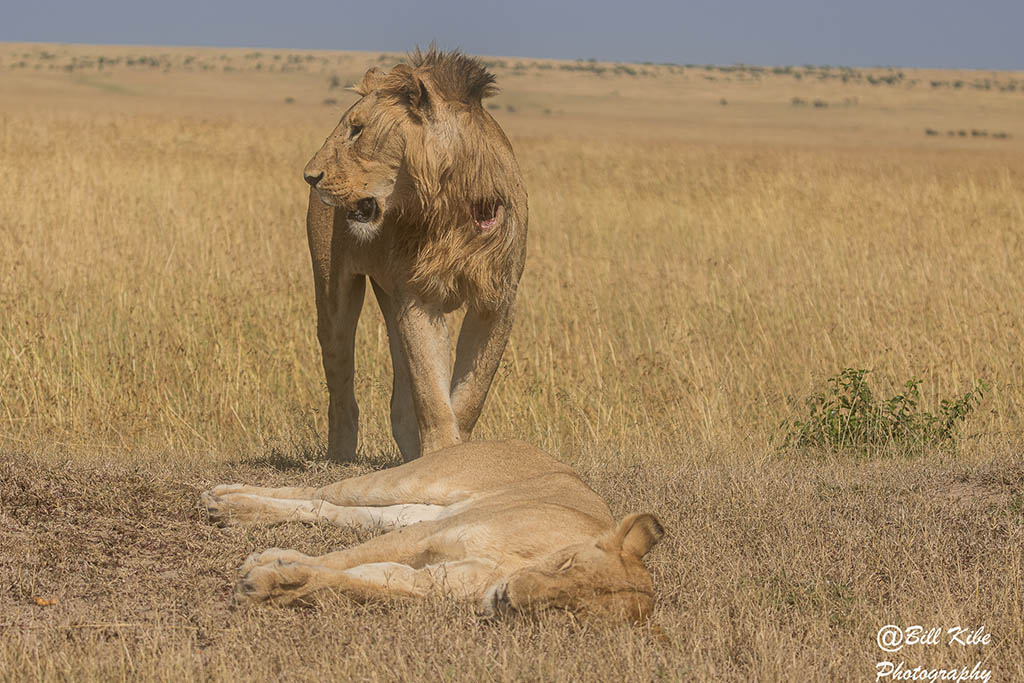 Masai Mara