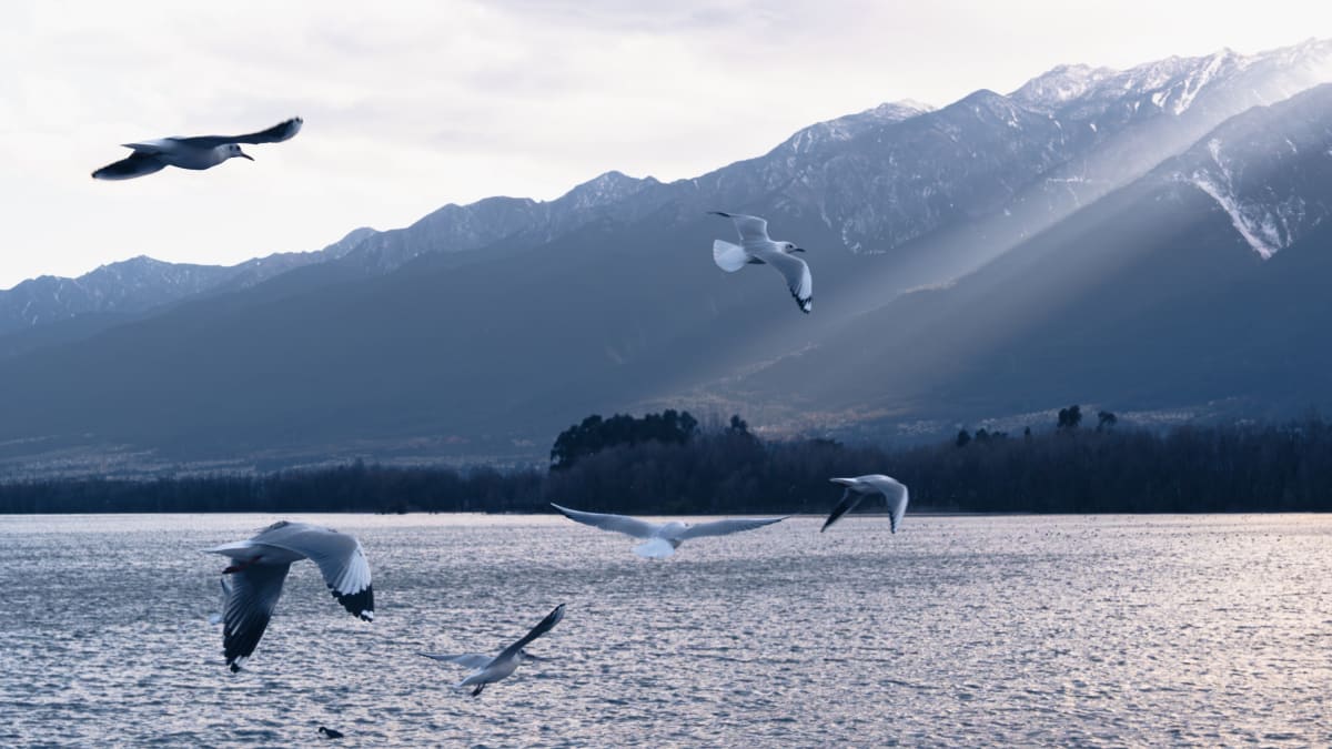 Dali&lijiang, China 照片