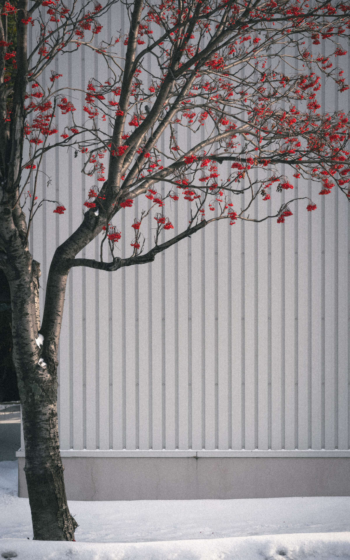 Hokkaido, Japan 照片