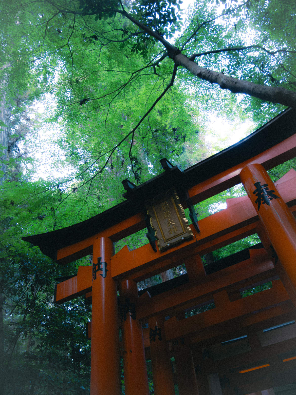 Kyoto, Japan 照片