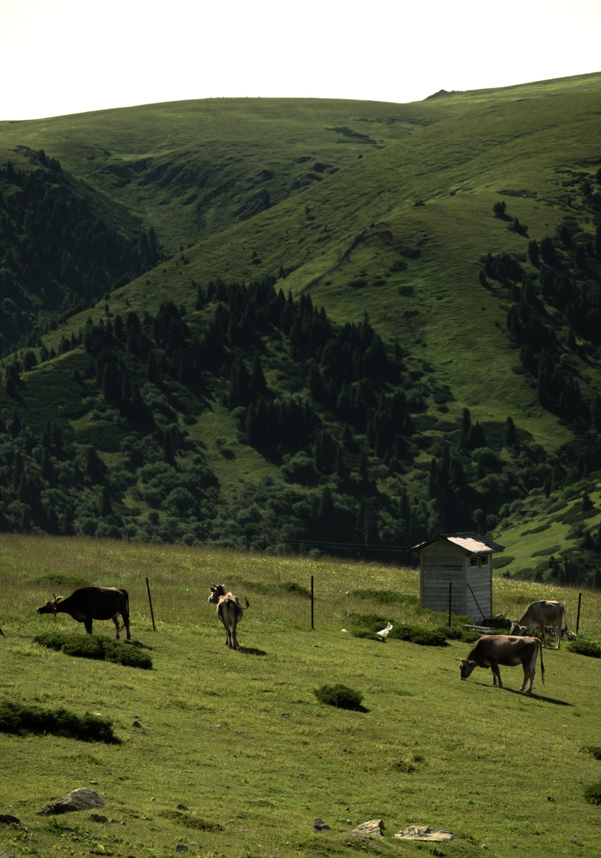 Xinjiang, China 照片