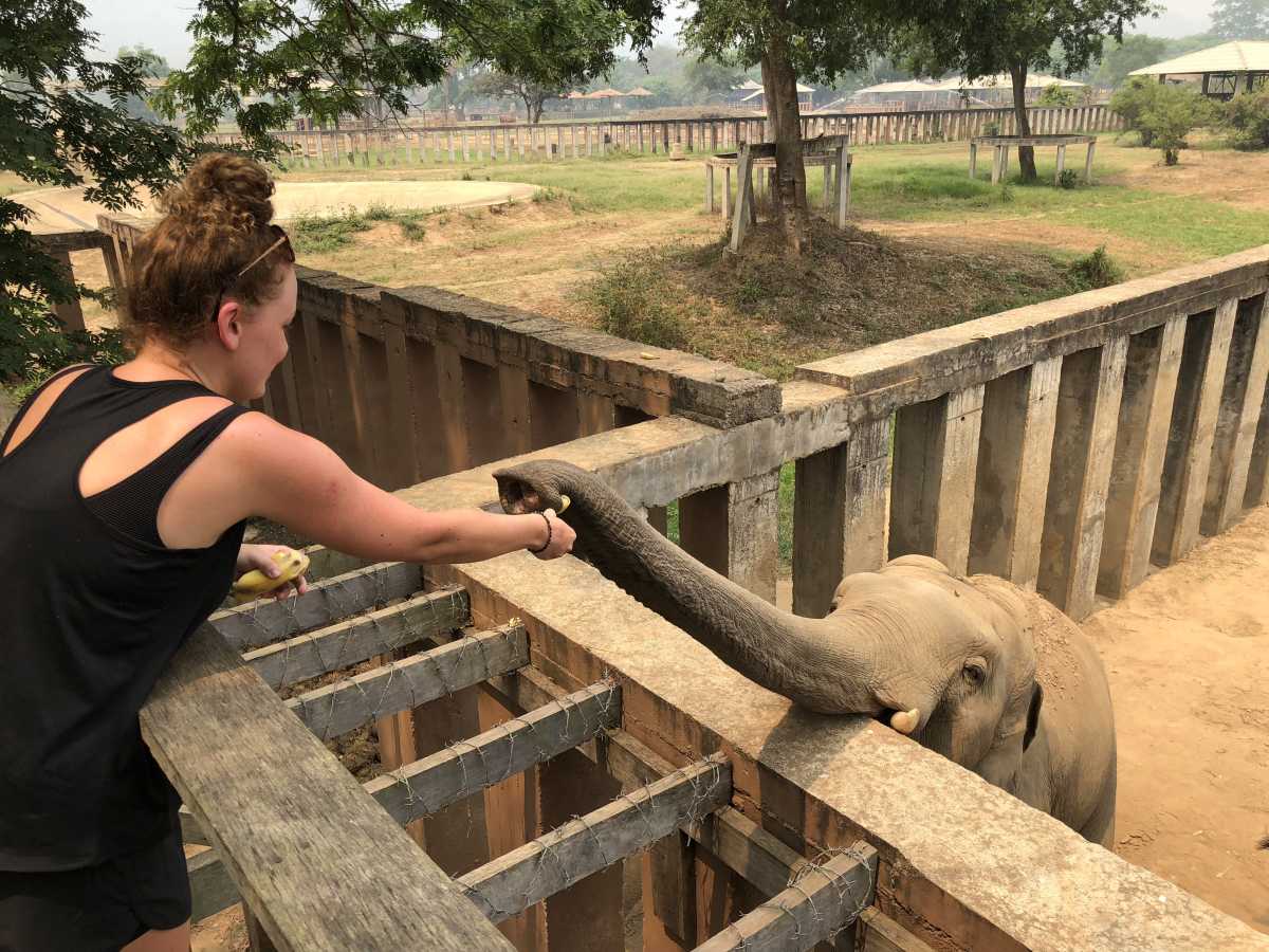 Me feeding the elephants Me feeding the elephants