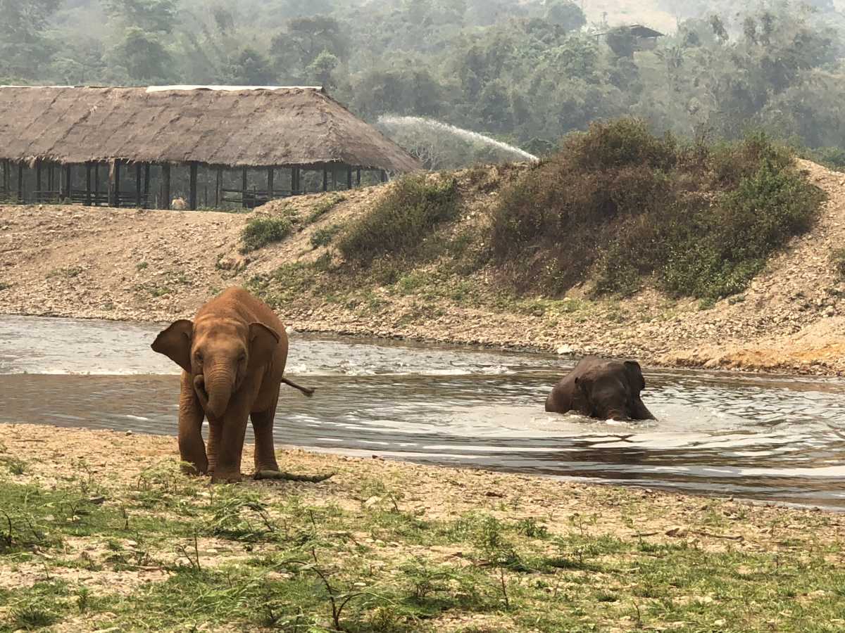 Elephants playing in the water Elephants playing in the water