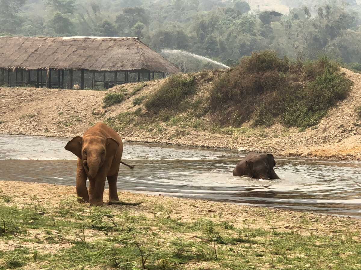 Elephants playing in the water