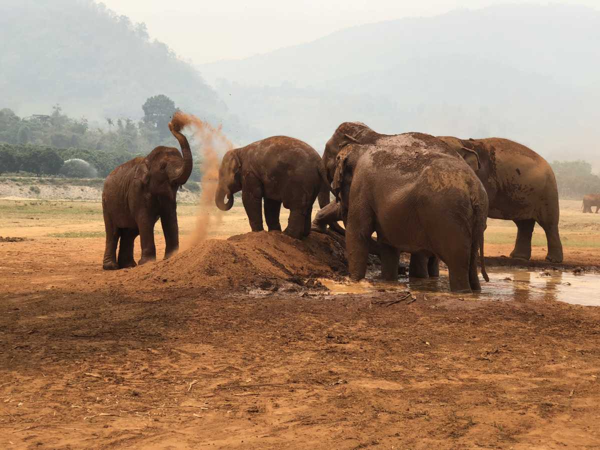 Elephants taking a dust bath